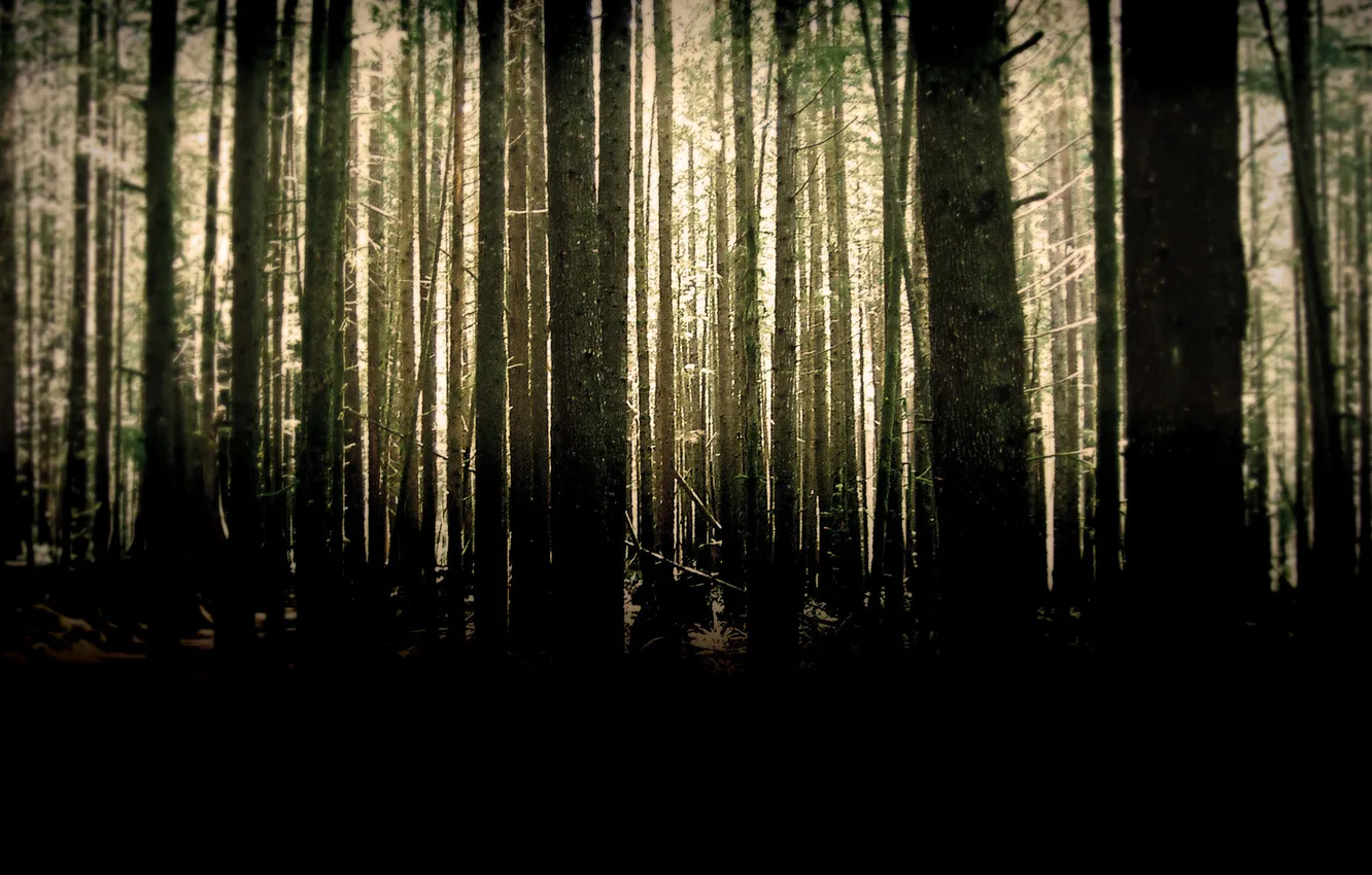 Фото обои лес, деревья, стволы, чаща