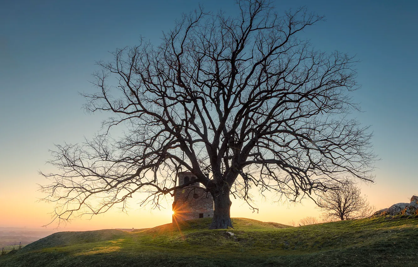Фото обои дерево, рассвет, Франция, утро, France, Сен-Лоран-д'Аньи