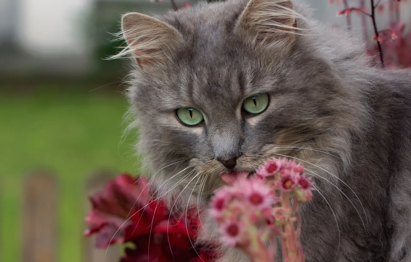 Фото обои кошка, кот, цветы, мордочка