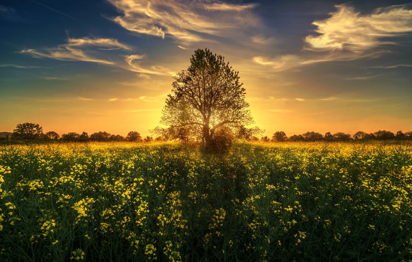 Фото обои солнце, закат, цветы, дерево, луг
