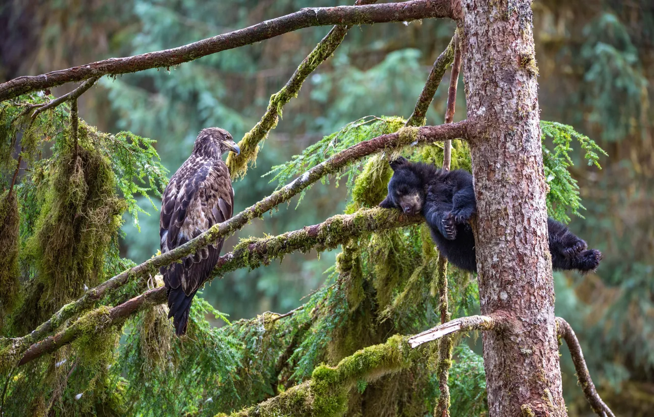 Фото обои дерево, медведь, Аляска, медвежонок, Alaska, орлан, белоголовый орлан, Йерун Хукендейк