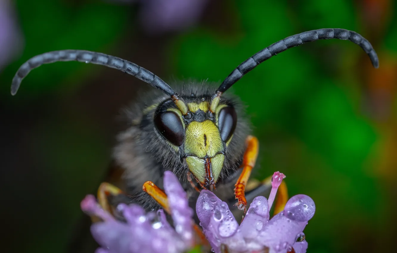 Фото обои цветок, взгляд, капли, макро, темный фон, пчела, шершень, усики