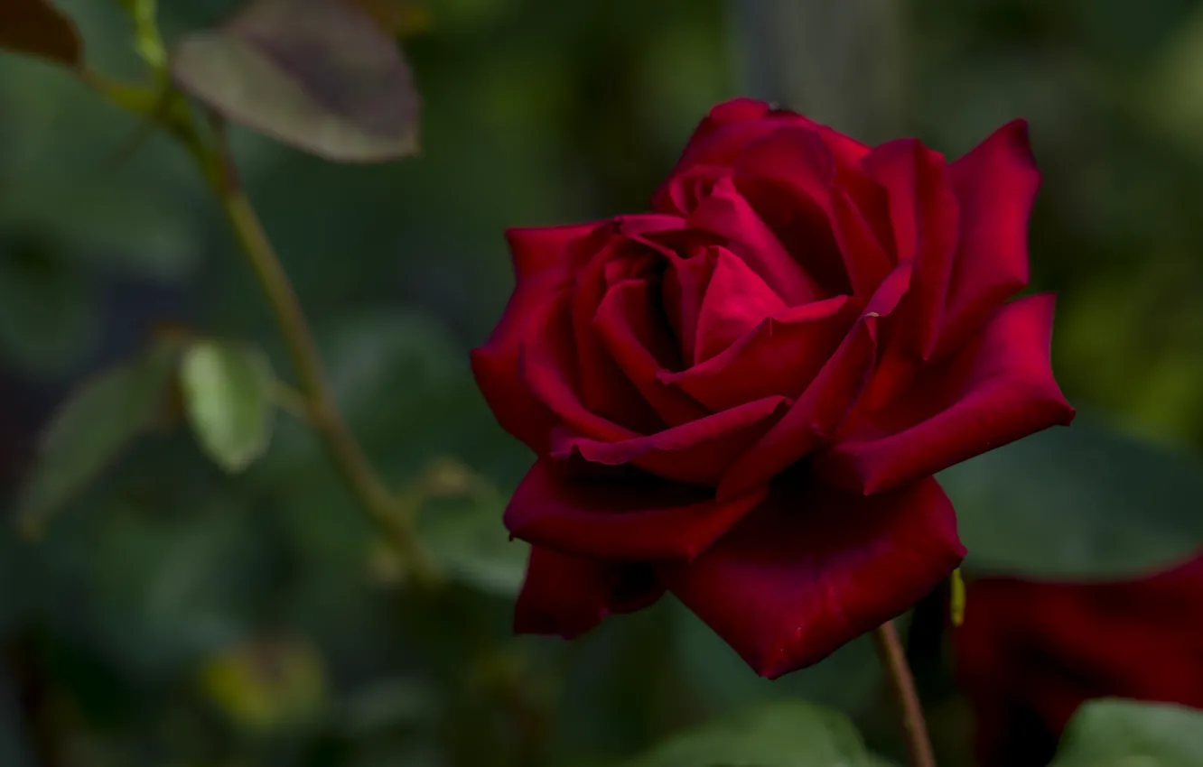 Фото обои роза, красавица, красная