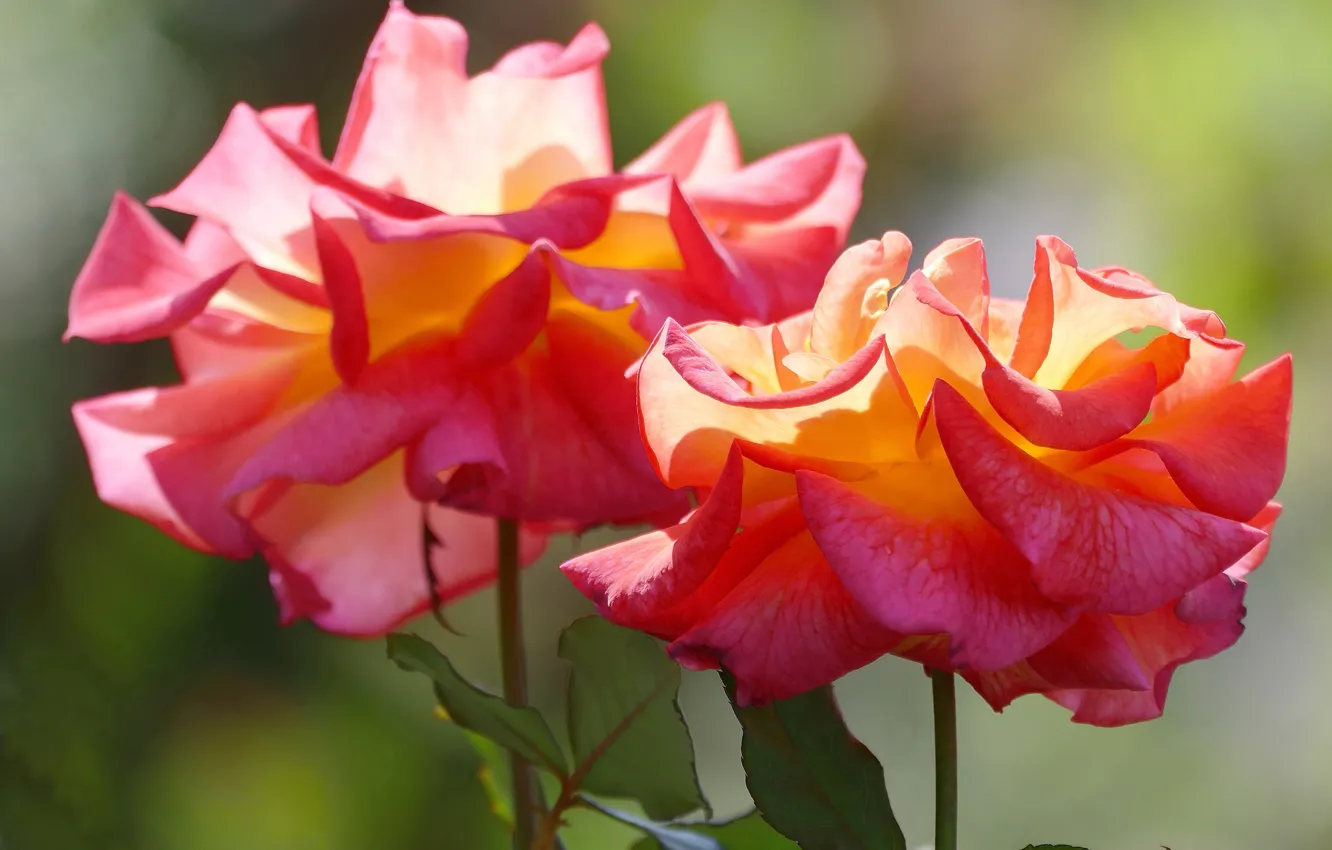 Фото обои свет, фон, яркие, розы, бутоны, два цветка, оранжево-красные