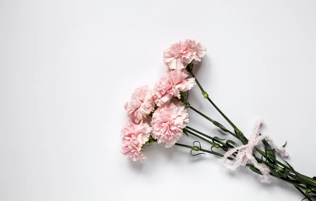 Фото обои цветы, розовые, wood, pink, гвоздика, flowers