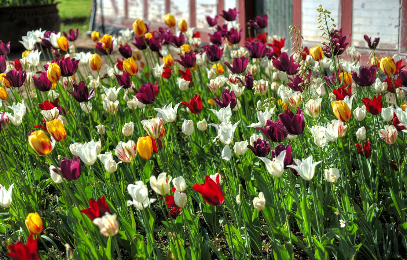 Фото обои цветы, дом, весна, желтые, сад, тюльпаны, красные, белые