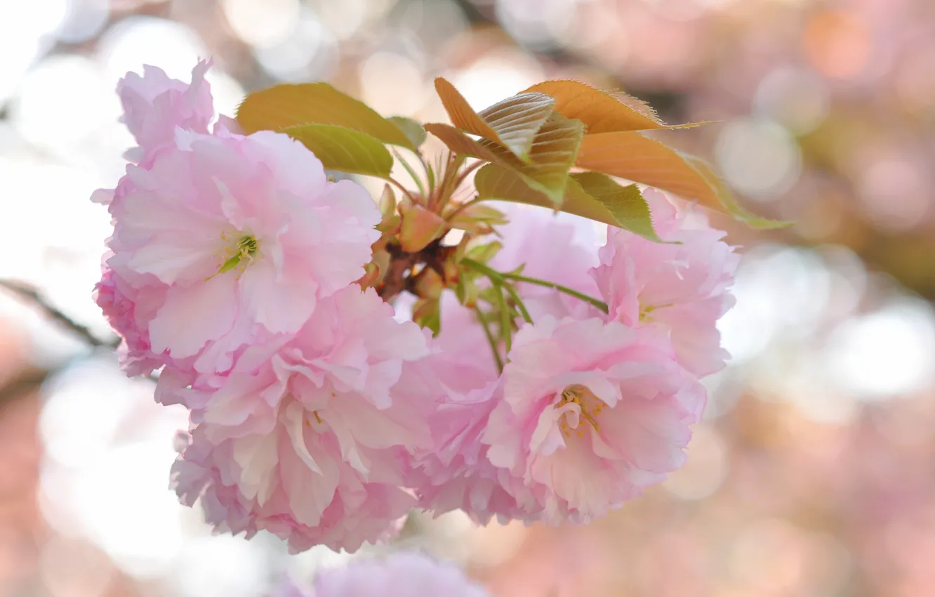 Фото обои листья, цветы, блики, фон, ветка, сакура, розовые