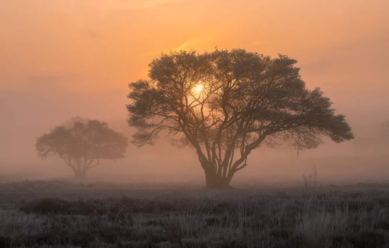 Фото обои поле, трава, солнце, туман, дерево, рассвет, утро, дымка