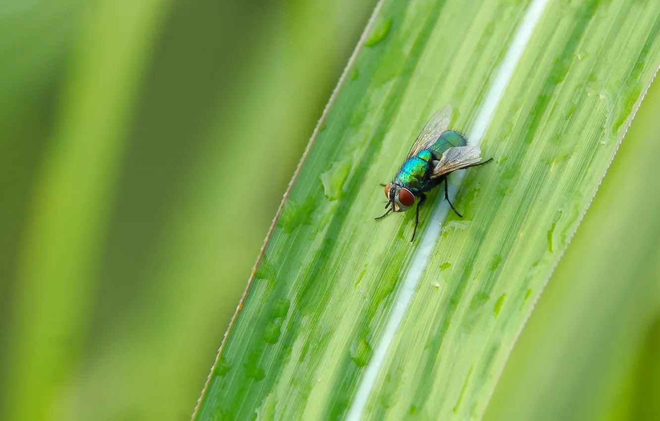 Фото обои colors, fly, plant, insect