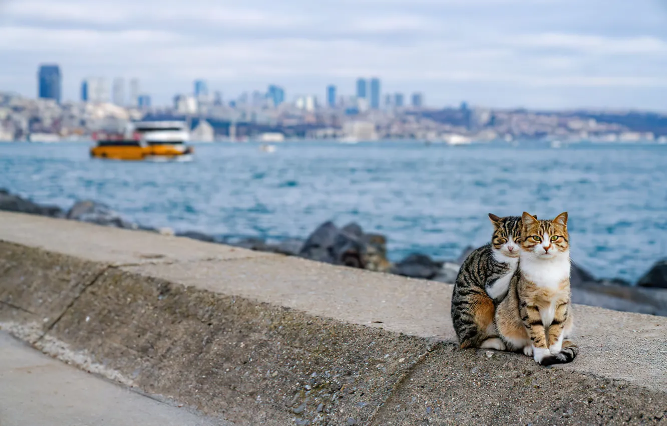 Фото обои cats, turkey, istanbul, Kedi