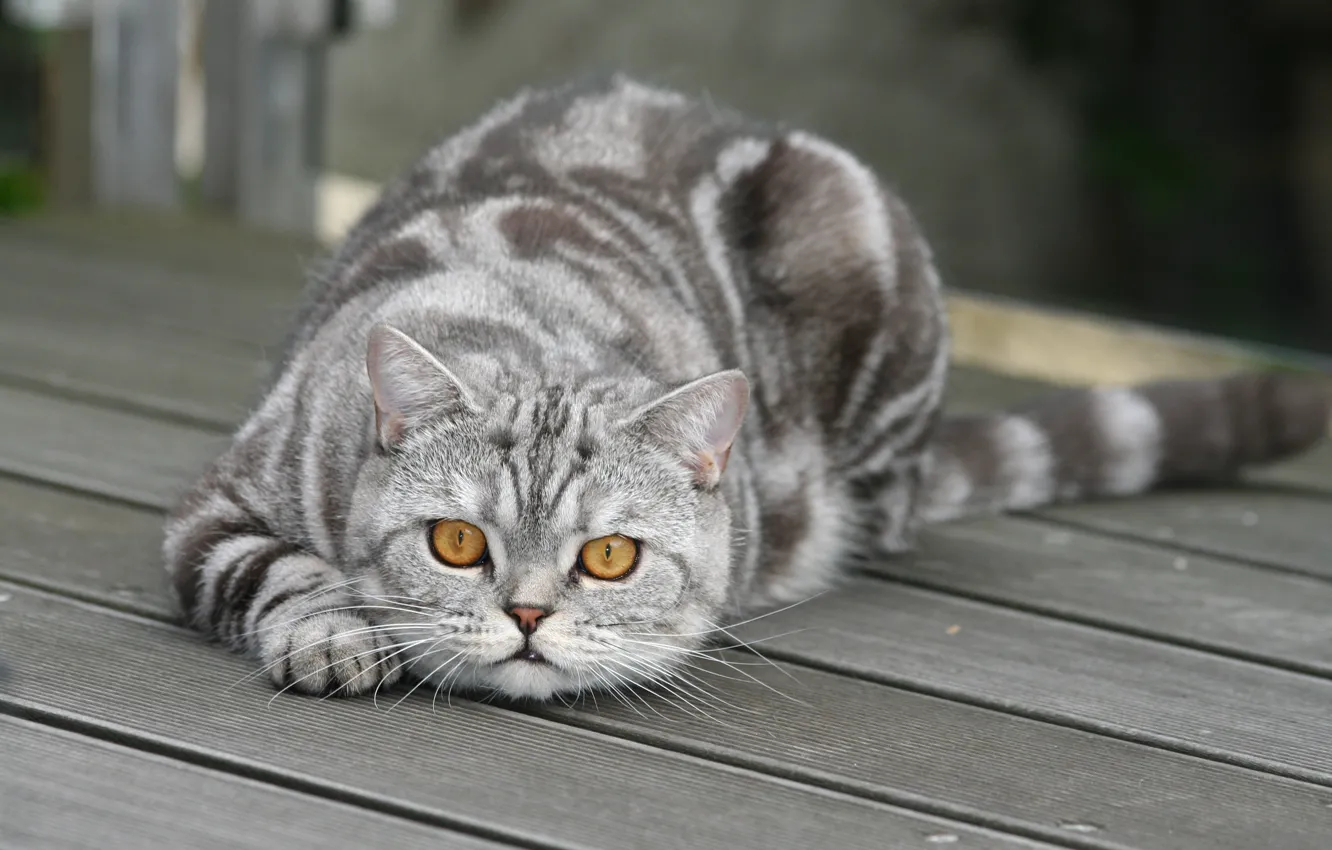 Фото обои Взгляд, Кошка, Кот, Морда
