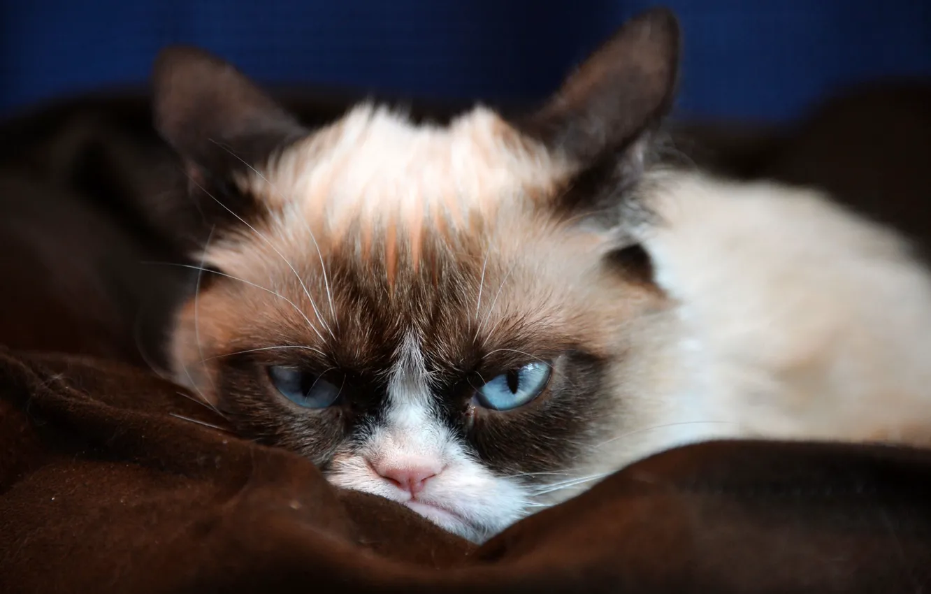 Фото обои котик, ненависть, злой взгляд, серо-голубые глаза