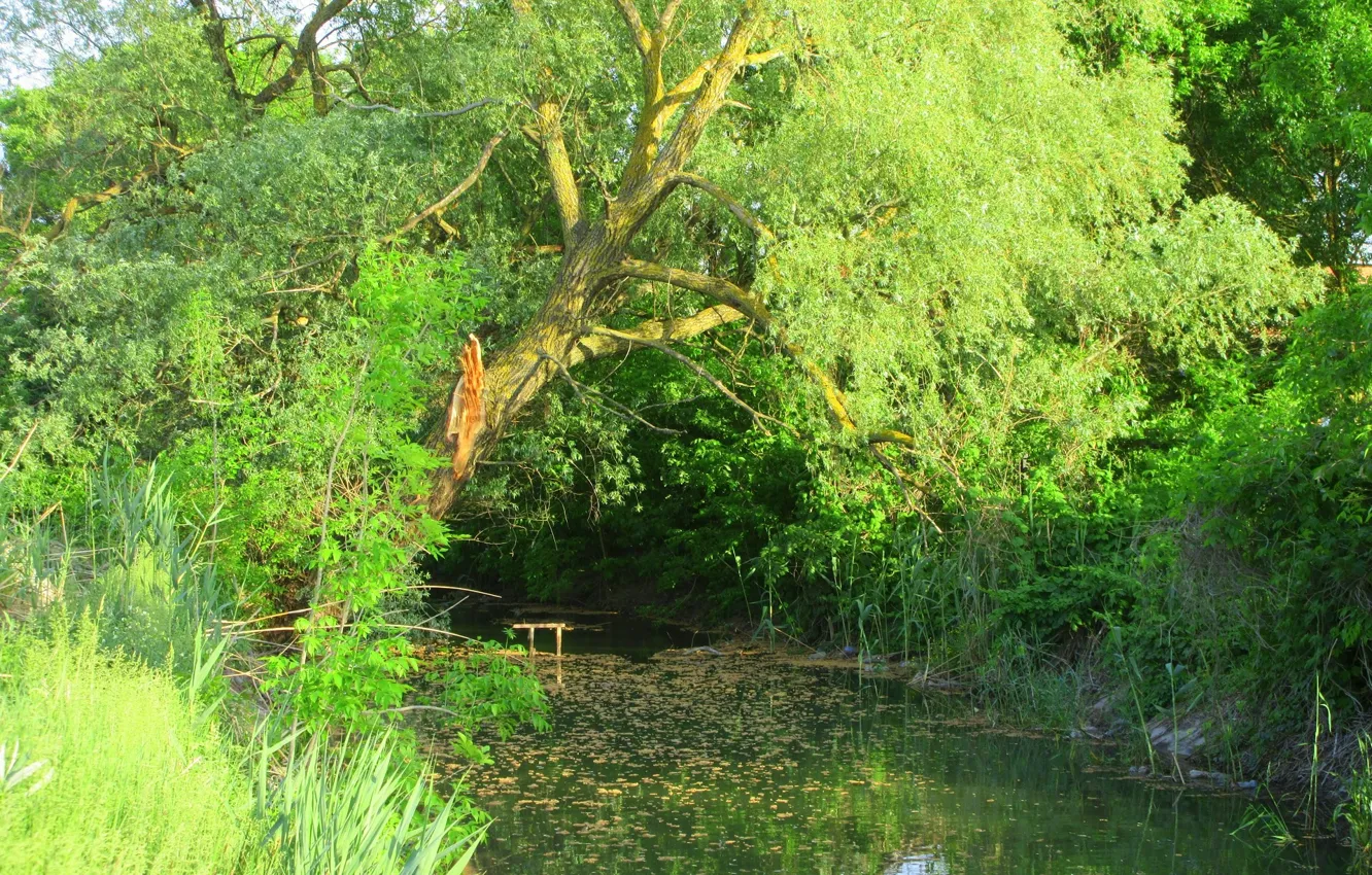 Фото обои озеро, дерево, ива, весна 2018, Meduzanol ©