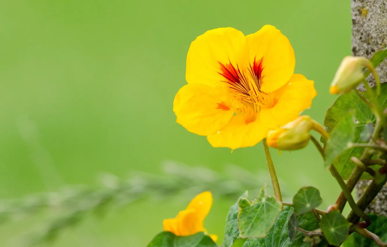 Фото обои цветы, фон, настурция