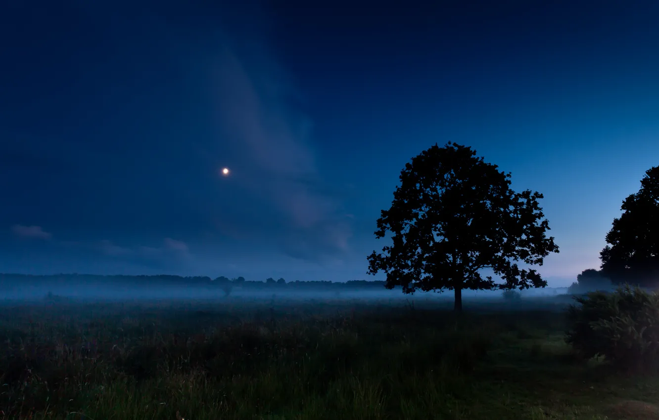 Фото обои поле, лето, ночь, туман, дерево, луна