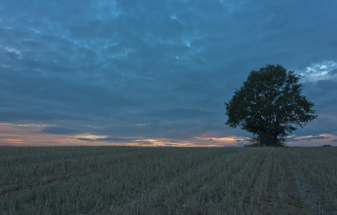 Фото обои поле, дерево, вечер