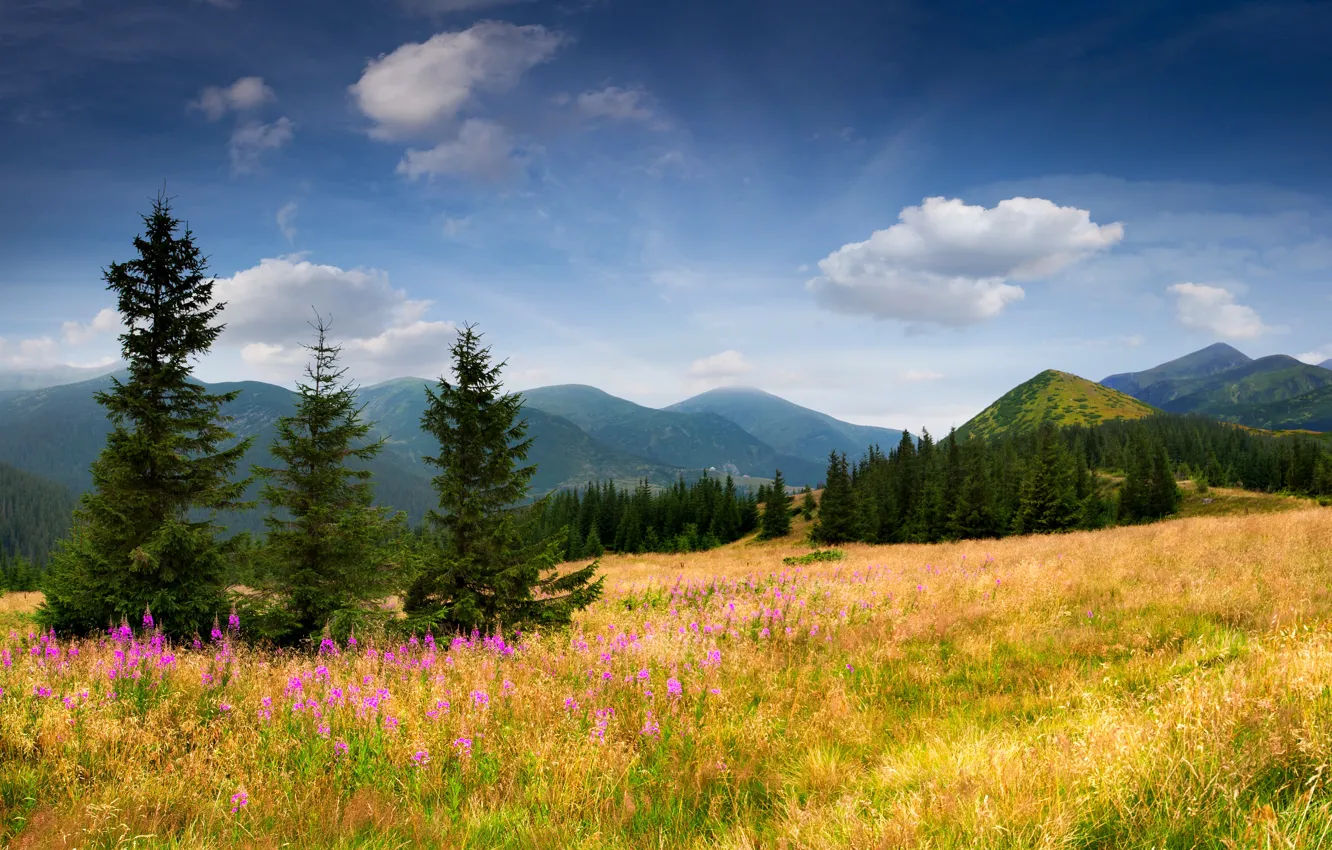 Фото обои поле, небо, трава, облака, деревья, цветы, горы, природа