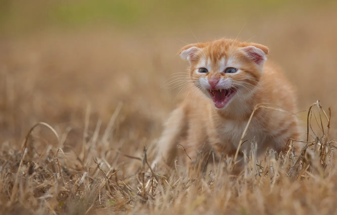 Фото обои поле, кошка, трава, взгляд, поза, котенок, вислоухий, рыжий
