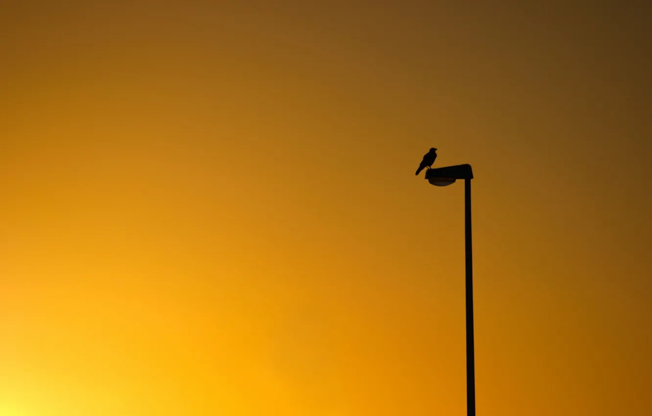 Фото обои закат, птица, минимализм