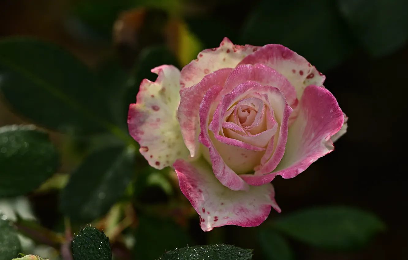 Фото обои цветок, листья, капли, темный фон, розовая, роза, бело-розовая