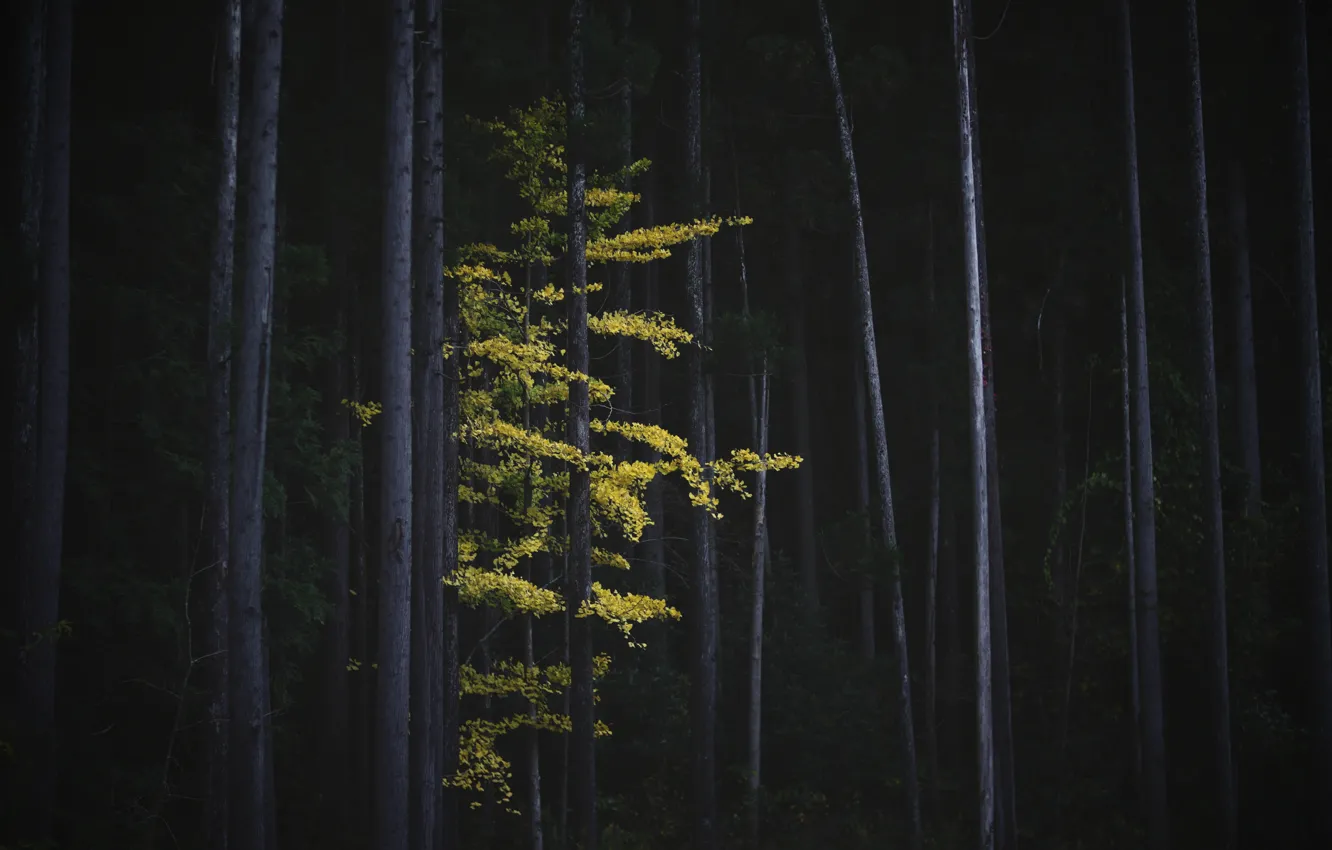 Фото обои осень, лес, деревья, природа, дерево, листва, Япония, Гинкго