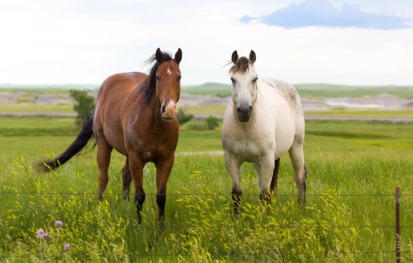 Фото обои лошади, луг, пара