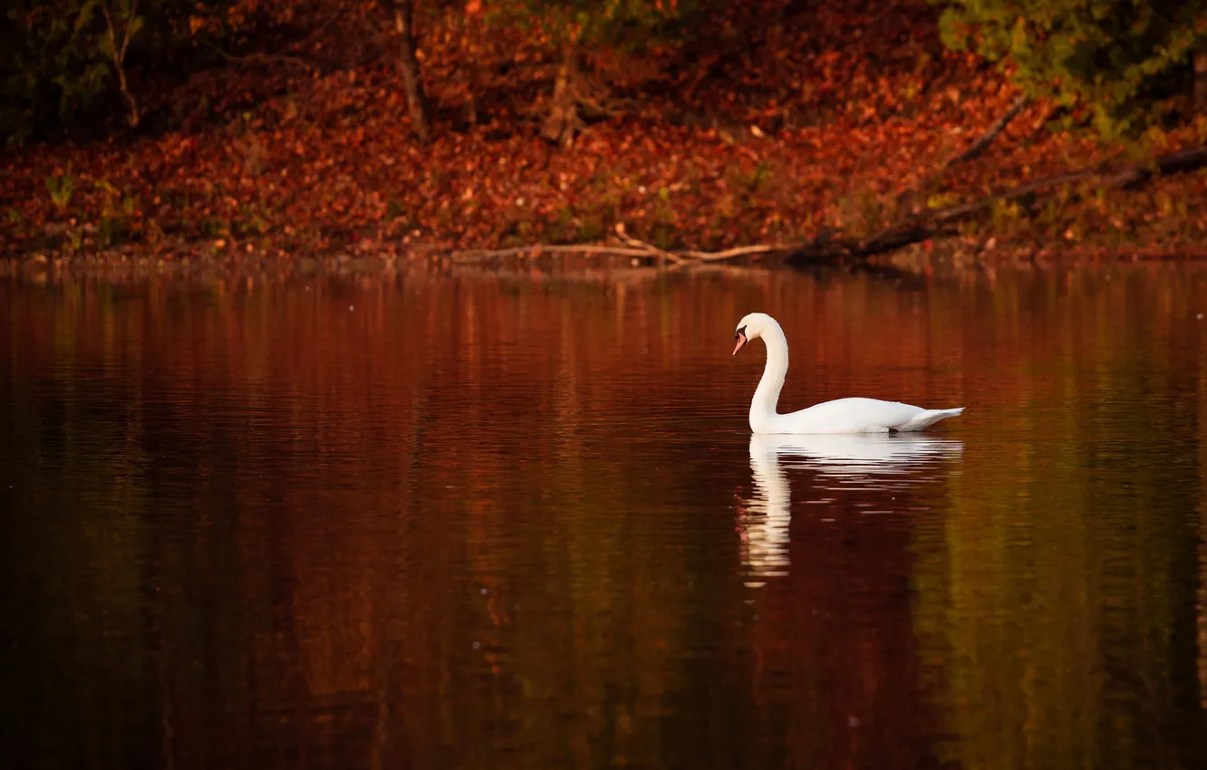 Фото обои природа, озеро, лебедь
