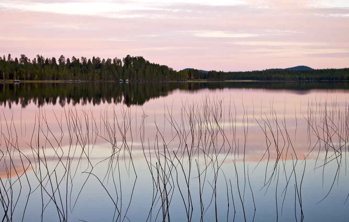 Фото обои лес, деревья, закат, природа, озеро