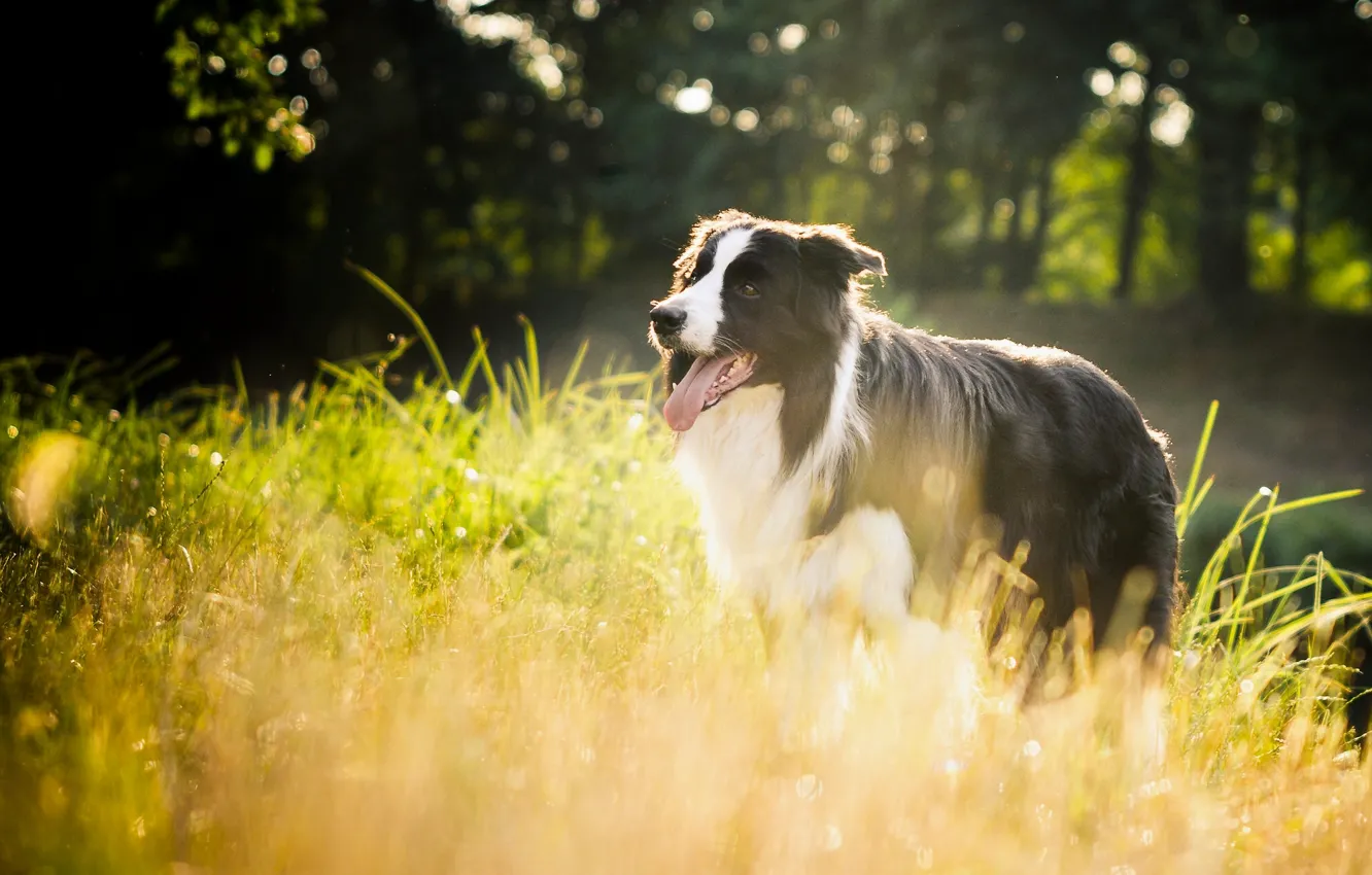Фото обои трава, собака, Бордер-колли