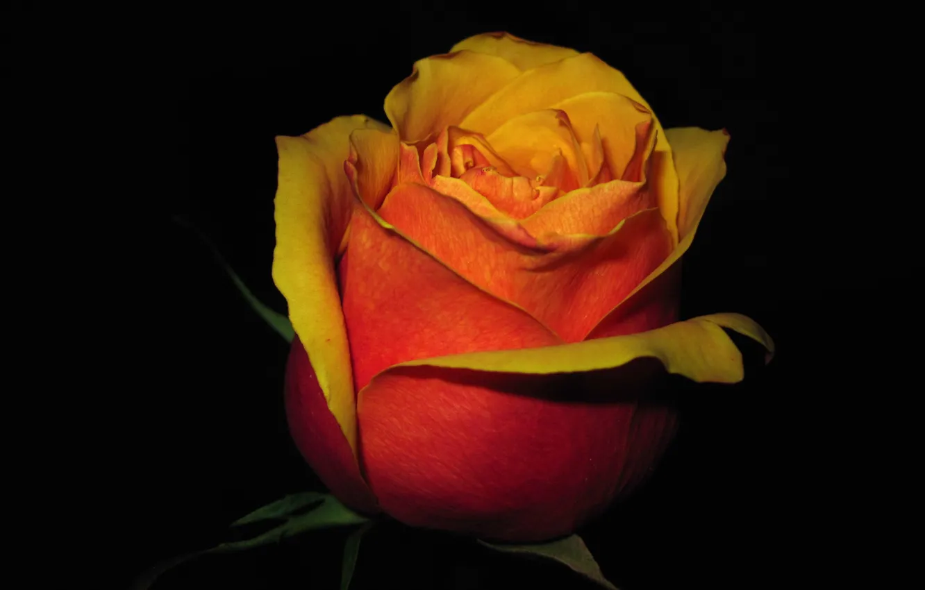 Фото обои цветок, свет, фон, мрак, роза, лепестки, бутон