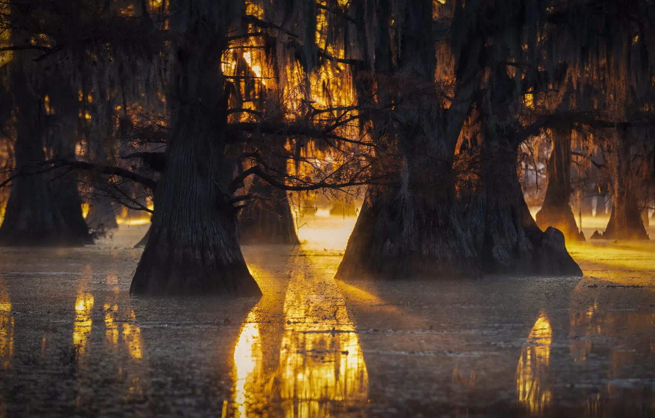 Фото обои осень, свет, деревья, природа