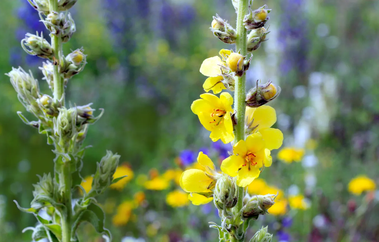 Фото обои flower, yellow, meadow