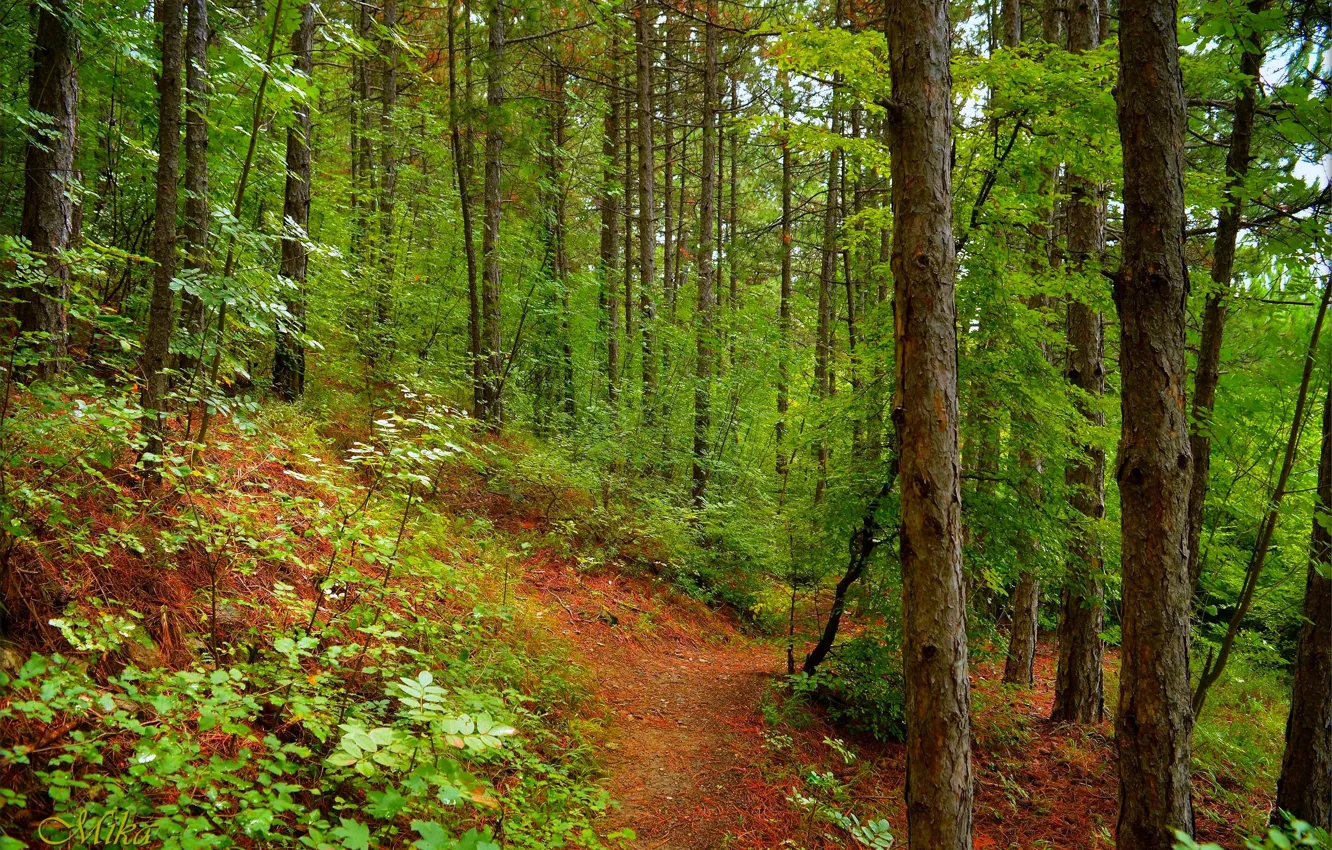 Фото обои Зелень, Тропинка, Деревья, Лес, Forest, Trees, Path