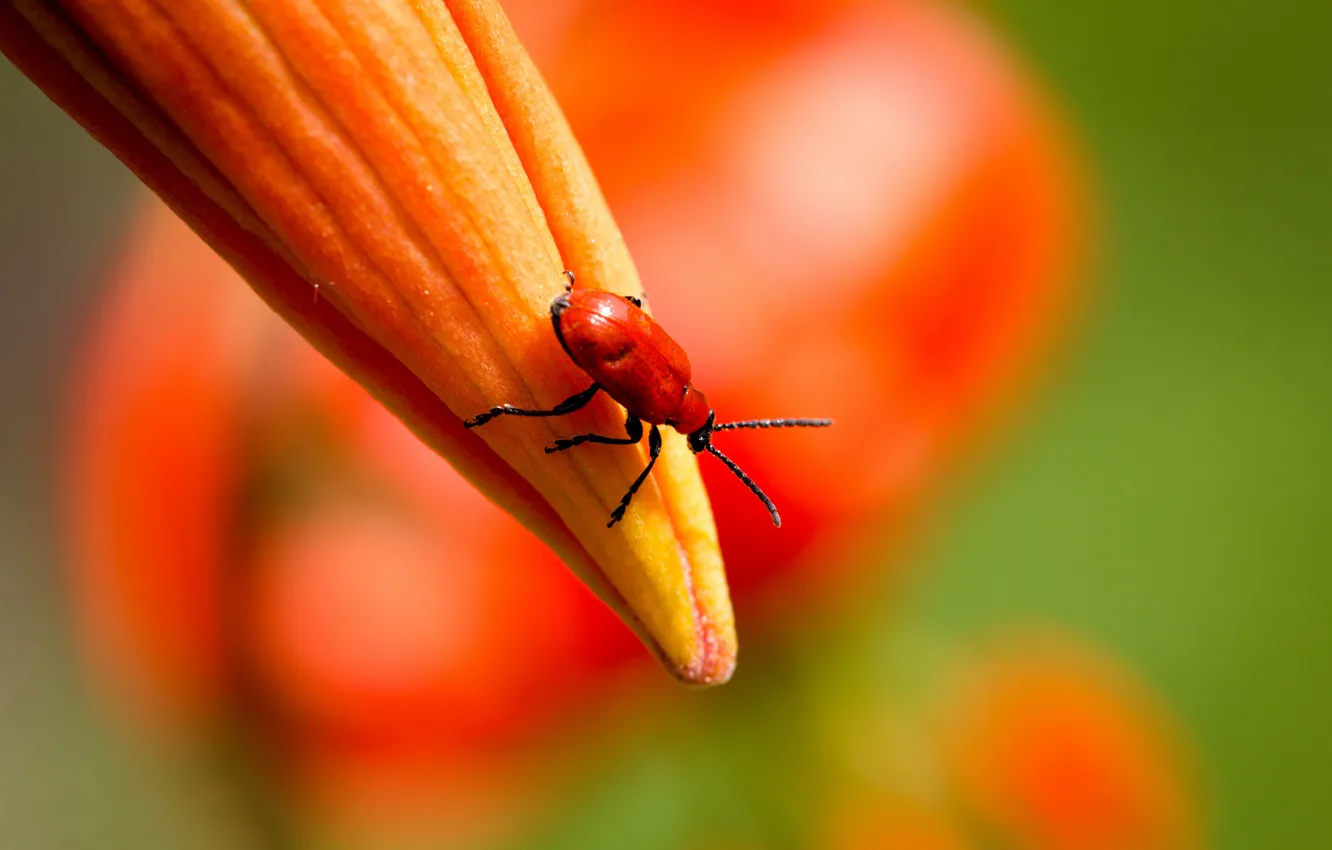 Фото обои букашка, лилии, бутон, насекомое, оранжевые