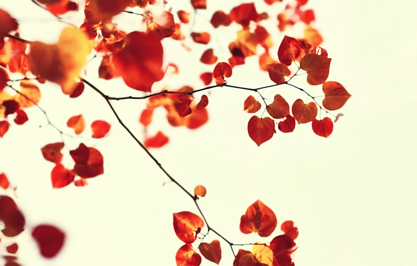 Фото обои осень, белый, листья, фон, веточки
