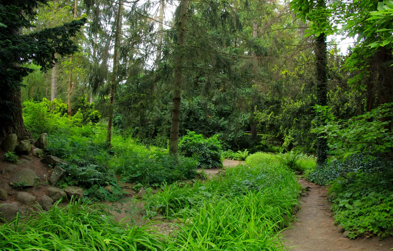 Фото обои forest, trees, park, alley