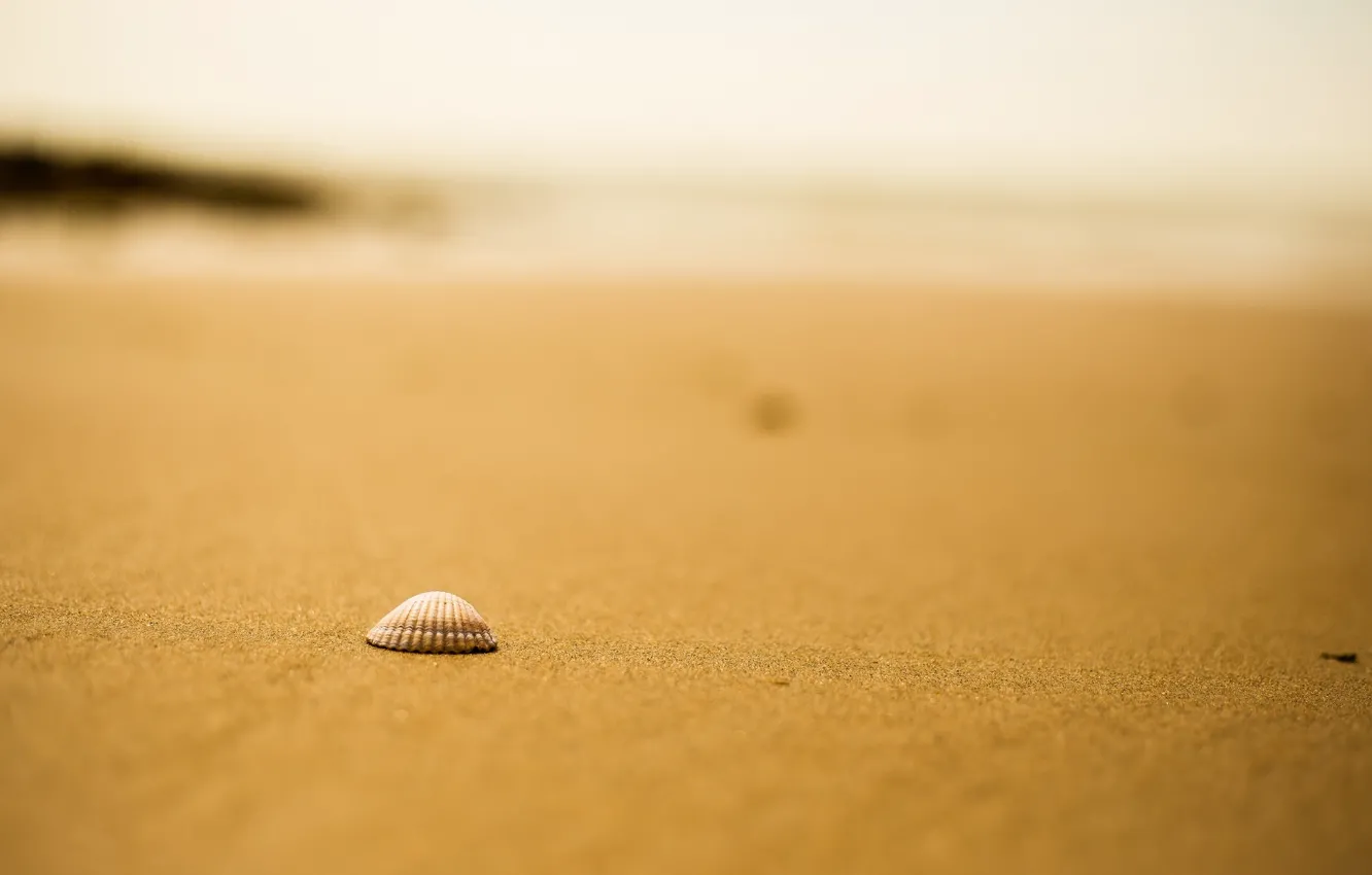 Фото обои песок, пляж, ракушка, боке