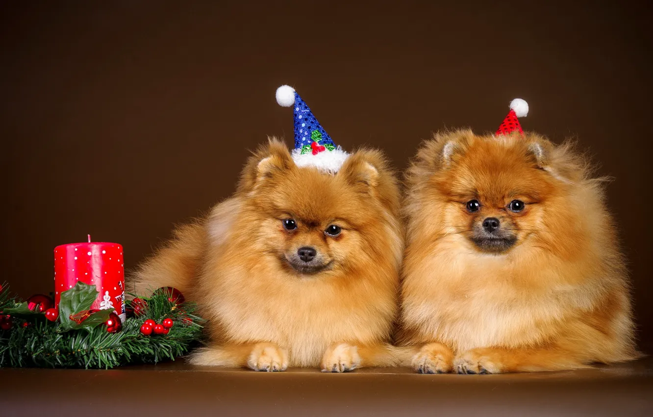 Фото обои собаки, фон, праздник