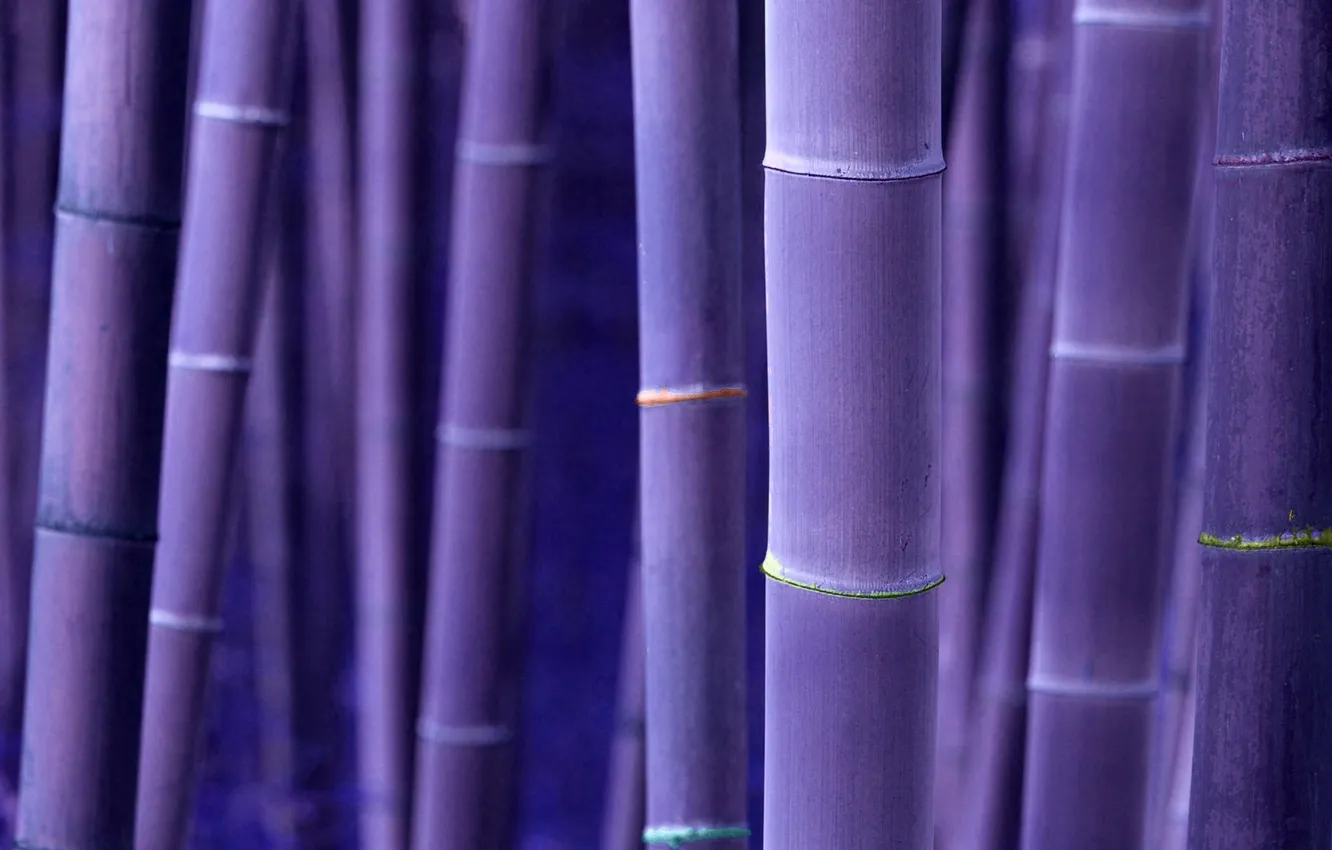 Фото обои стволы, бамбук, вельвет