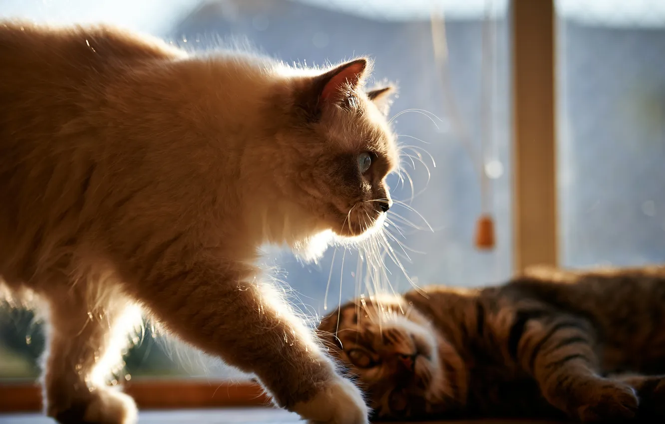 Фото обои усы, солнце, дом, коты, окно, два, сиамский