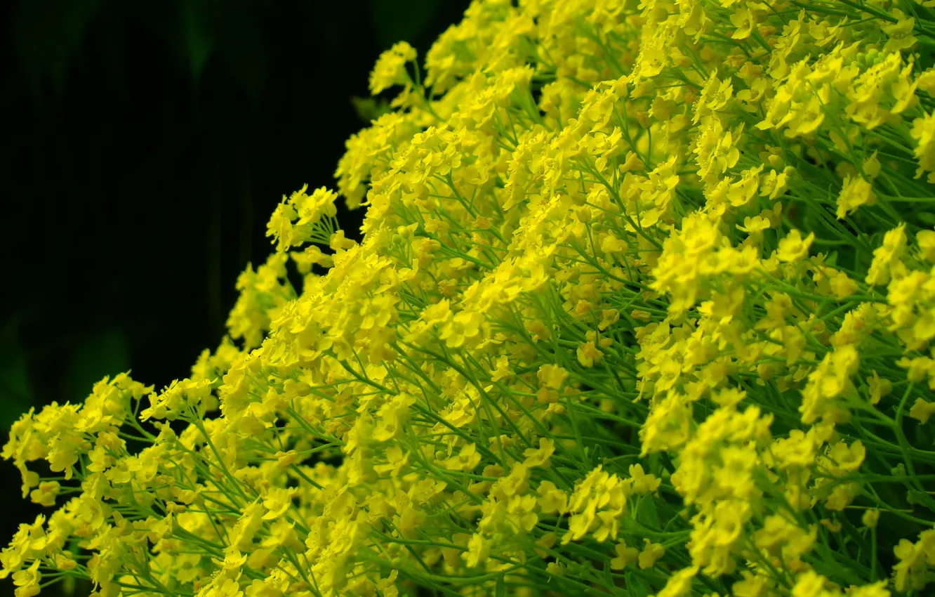 Фото обои макро, цветы, жёлтый, фон, чёрный, стебли, зелёный, соцветия
