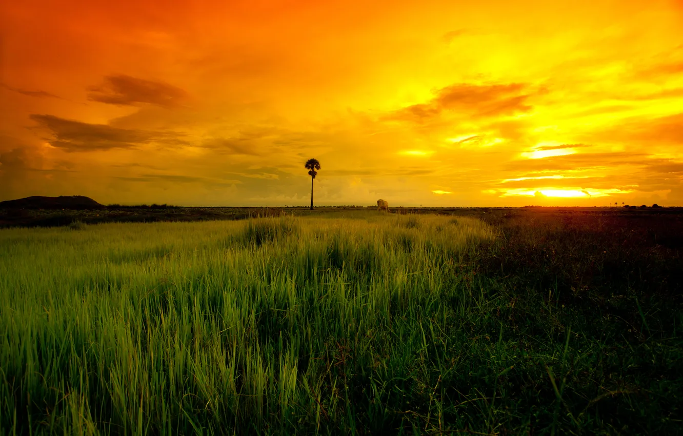 Фото обои поле, небо, закат, пальма