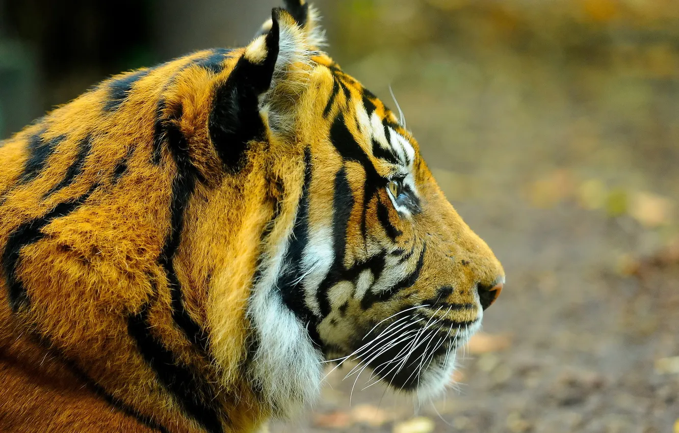 Фото обои морда, тигр, профиль, смотрит
