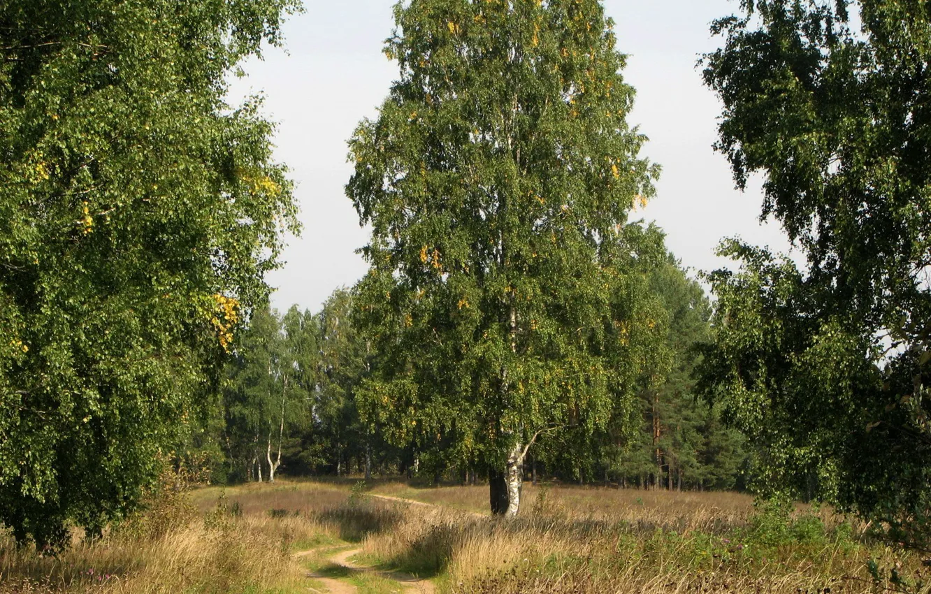 Фото обои трава, деревья, Дорога