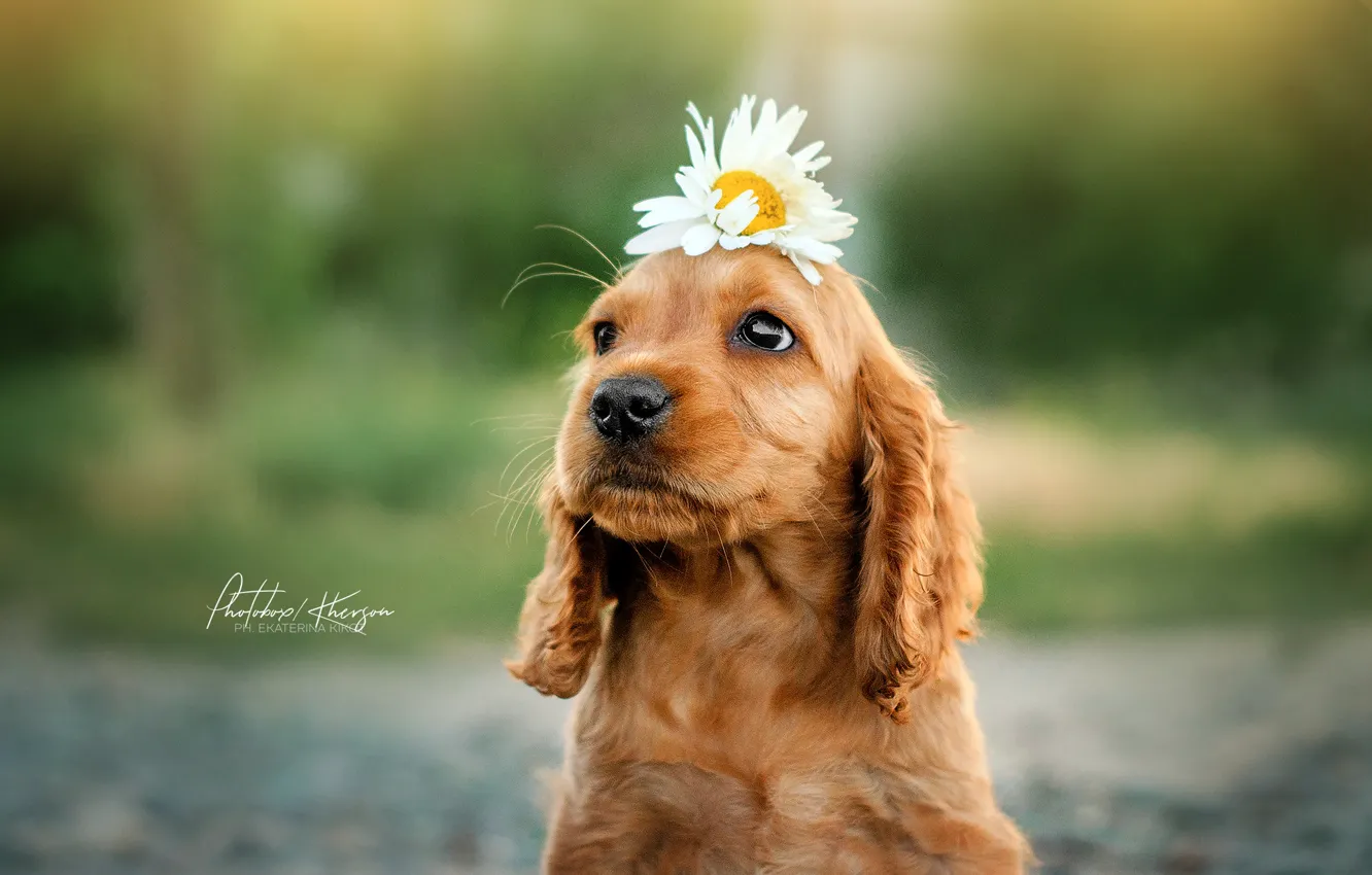 Фото обои цветок, ромашка, щенок, мордашка, боке, пёсик, Екатерина Кикоть