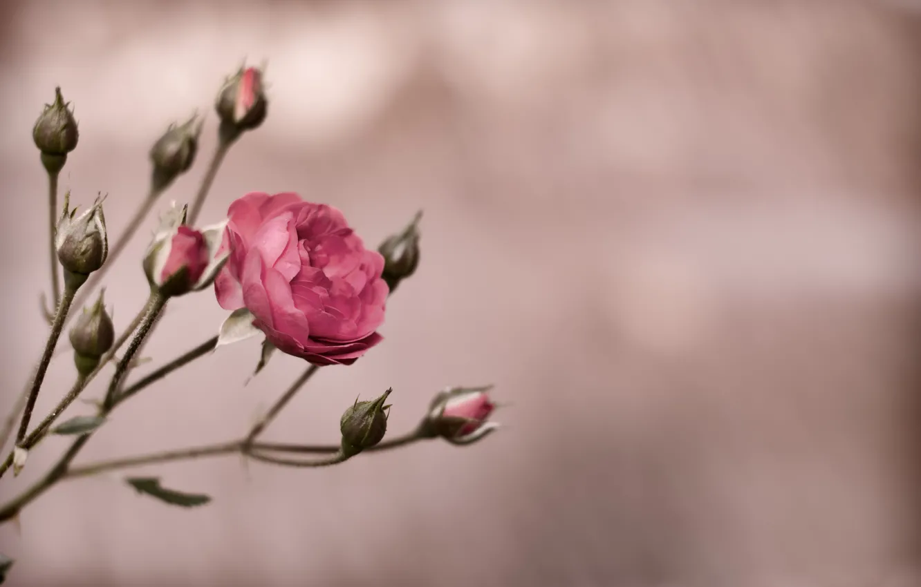 Фото обои роза, куст, rose, бутоны, flower, pink