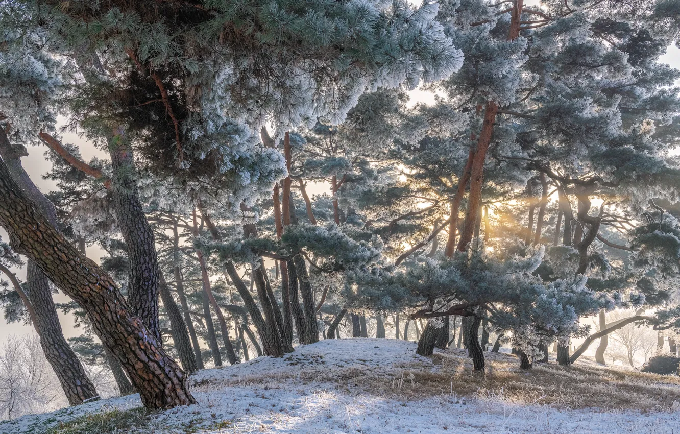 Фото обои зима, иней, солнце, деревья, пейзаж, природа, парк, утро