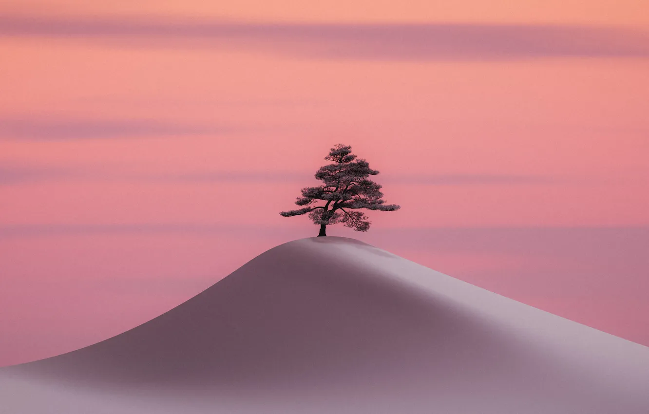 Фото обои desert, trees, landscape, minimalism, nature, digital art, artwork, illustration
