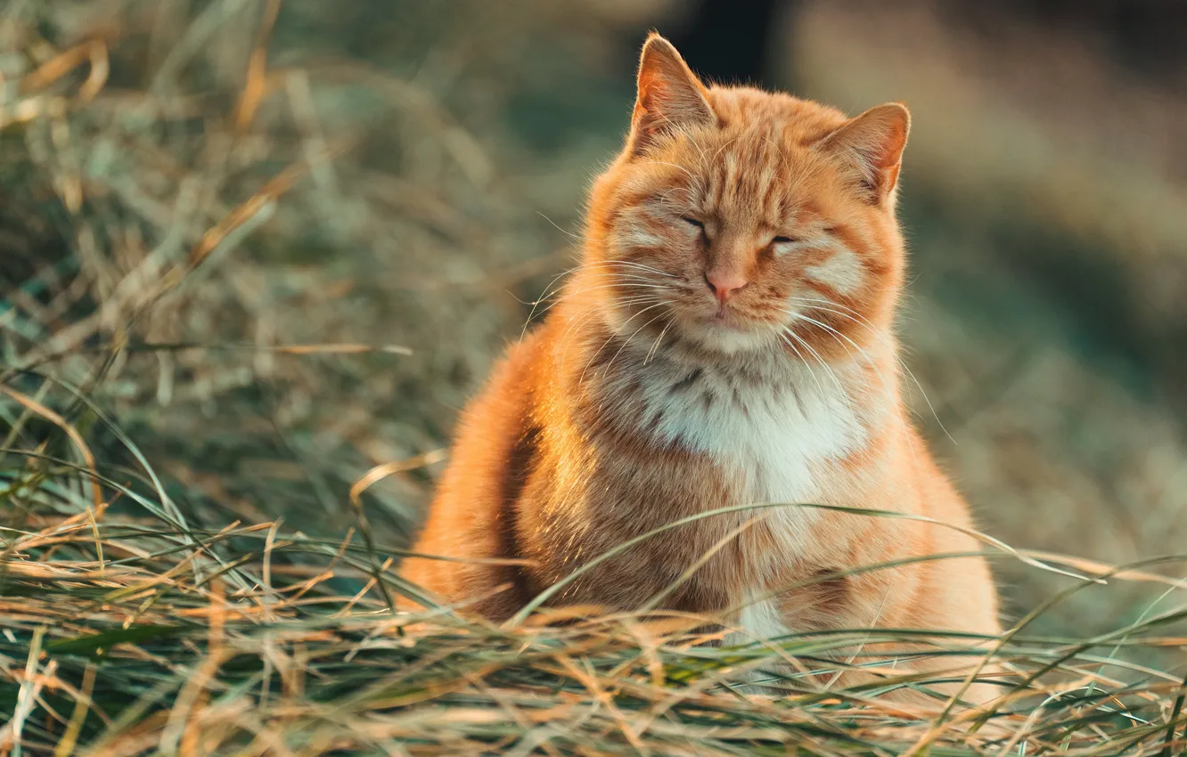 Фото обои кошка, трава, кот, рыжий, закрытые глаза