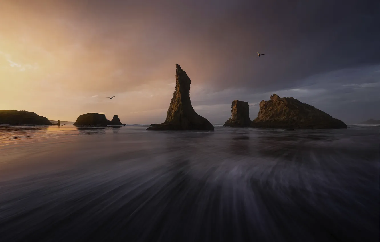 Фото обои море, скалы, птица